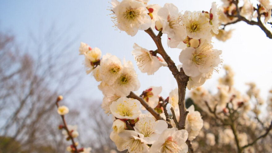Prirodni načini zaštite šljive od štitaste uši