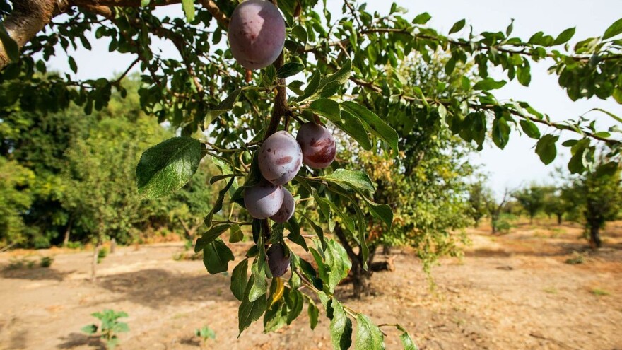 Zašto je značajno obaranje grana kod šljive?