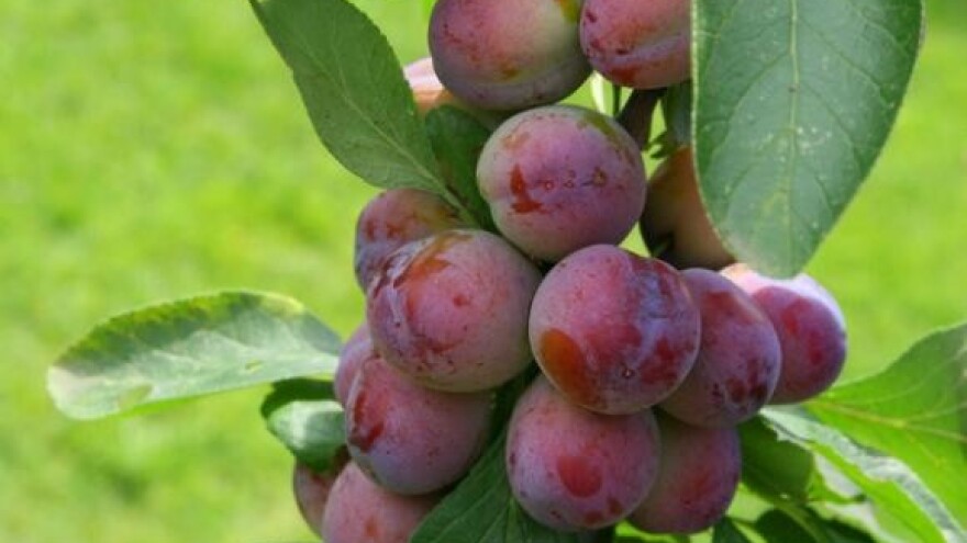 Porez na kazan damo, ali na rakiju ne!