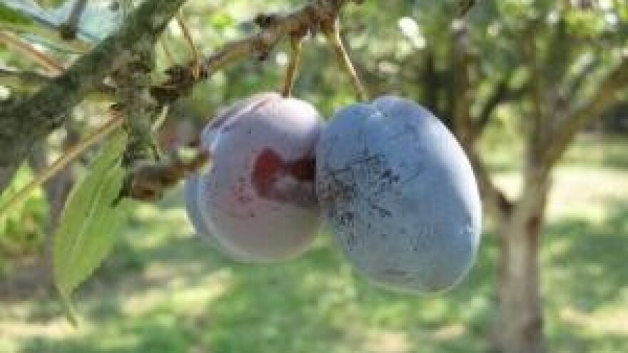 Sajam šljiva u Siraču