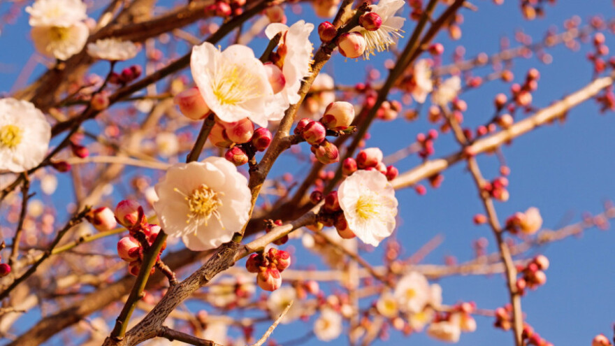 Zbogom šljivinoj osici i američkom cvrčku
