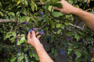 Hrvatsko tržište traži šljive, zapostavljeno voće