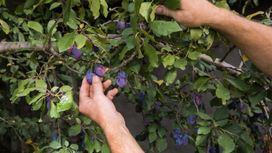 Hrvatsko tržište traži šljive, zapostavljeno voće
