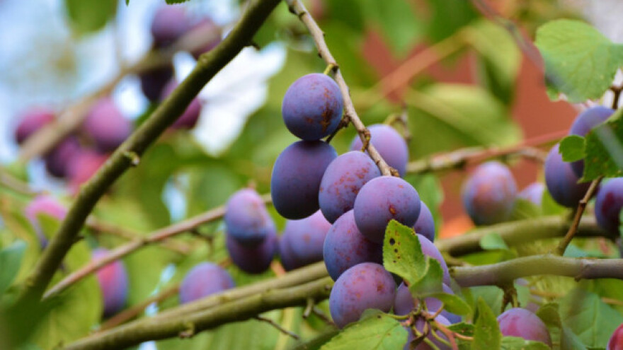 Na plamenjaču najosjetljivija sorta Požegača