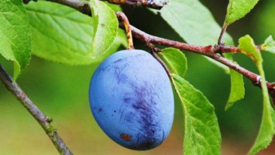 Trošarinama do reda u proizvodnji rakija