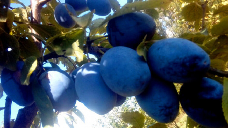 Htjeli promjenu pa zasadili preko 500 sadnica šljiva