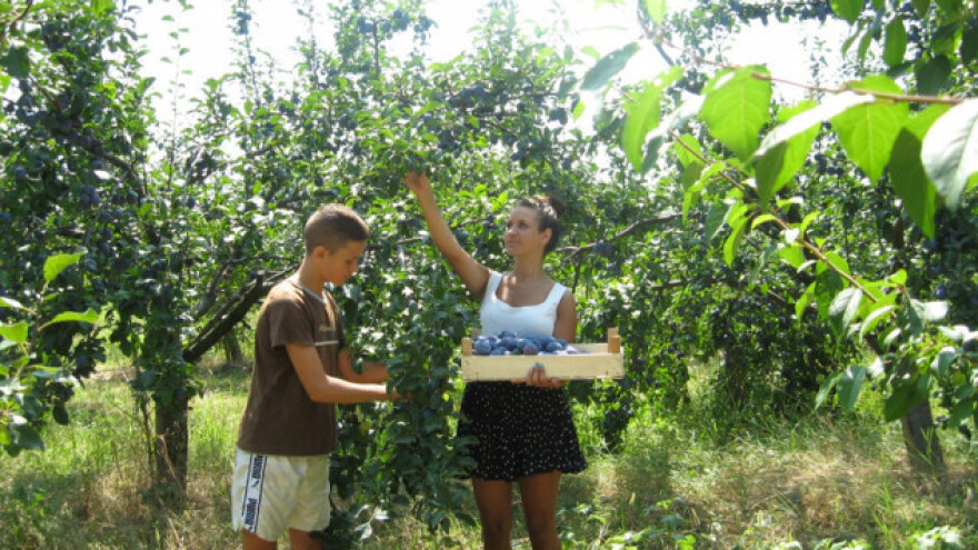 &quot;Šumadijsku šljivu&quot; finansiraju Švajcarci