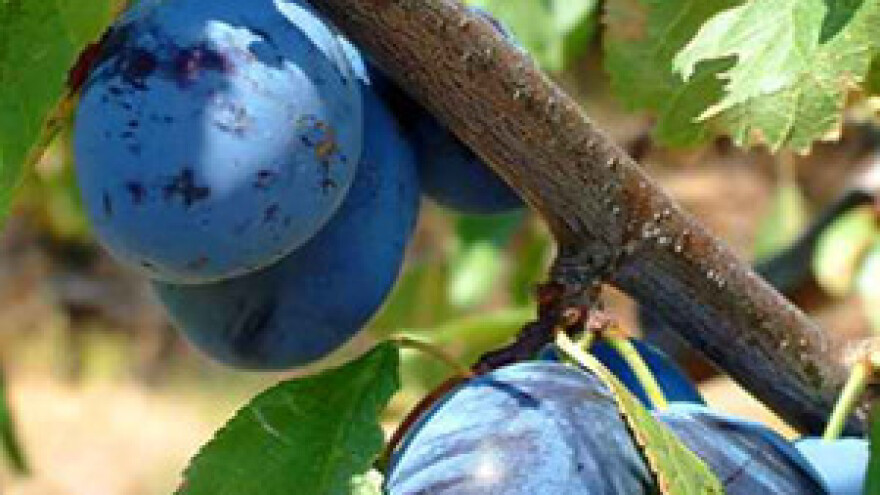 Peticija protiv kvota trošarina na alkohol