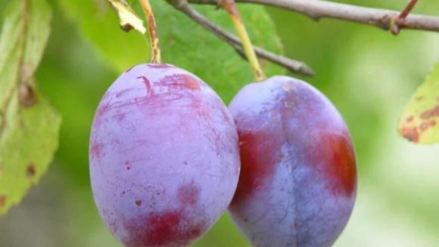 Peticija protiv zakona o trošarini na rakiju