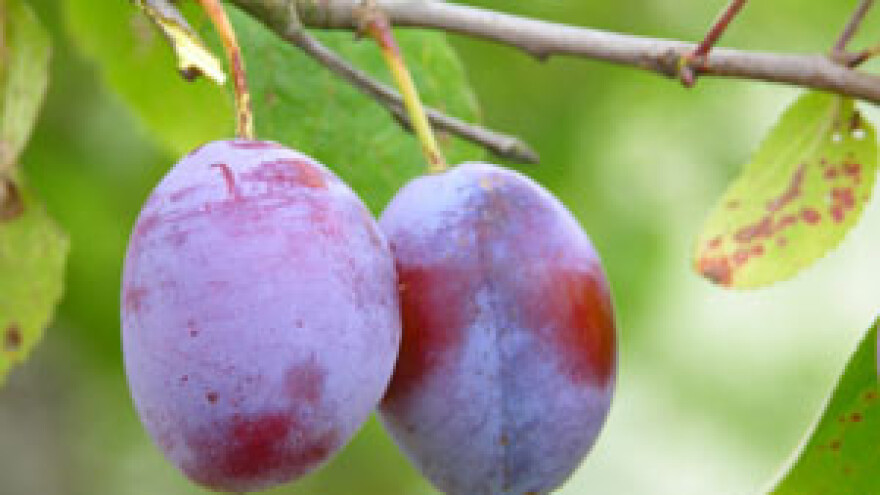 Prikaz rezidbe šljive u Sibinju