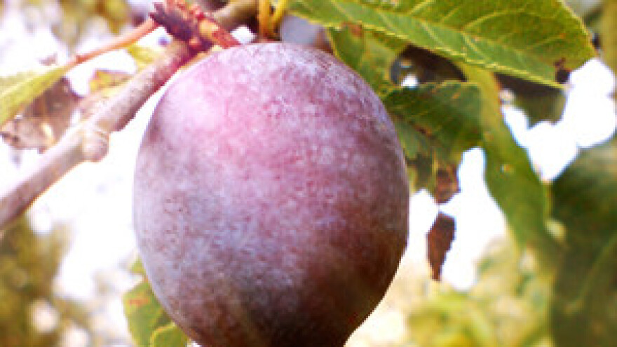 Održan prikaz rezidbe šljiva u Sibinju