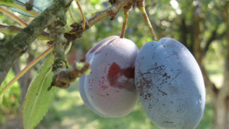Voćari krče nasade koje je financirala država