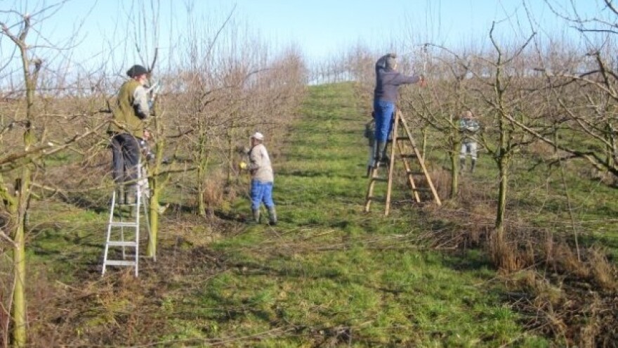 Za podizanje višegodišnjih nasada 980 tisuća kuna