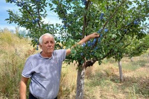 Zoran Cvetković: "Rod šljive prepolovljen, ali cenom sam zadovoljan"
