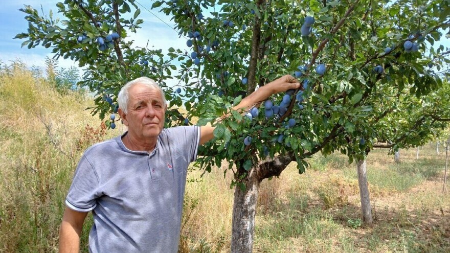 Zoran Cvetković: "Rod šljive prepolovljen, ali cenom sam zadovoljan"