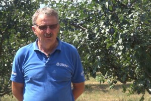Za cijenu šljive koju otkupljivači nude, ne isplati se ni brati