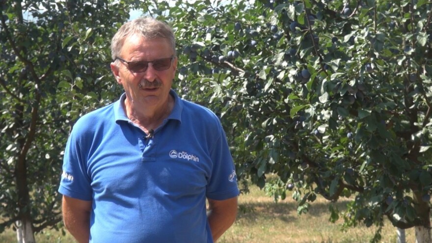 Za cijenu šljive koju otkupljivači nude, ne isplati se ni brati