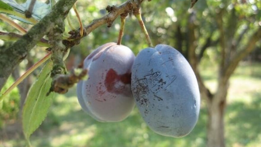 Šljive za 48 sati na Jadranskim tržnicama