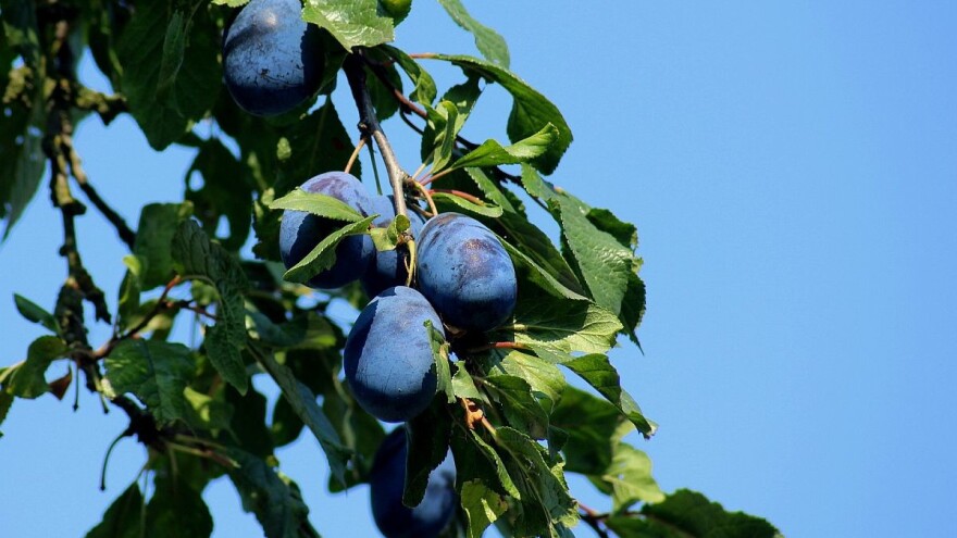 Divna i petra - nove sorte uskoro u srpskim šljivicima