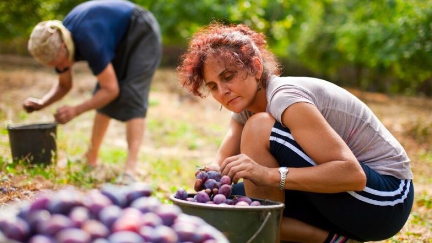 Organizirani u krađi uroda vrijednih proizvođača!