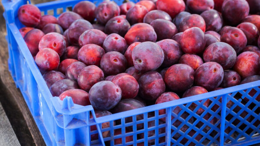 Šljive manje rodile, traži se pomoć države