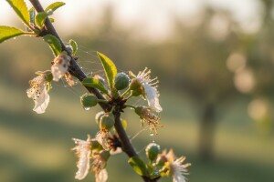 Šljive nakon cvatnje zaštitite od šljivinih osica