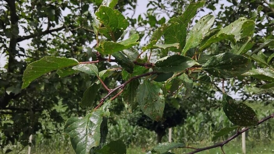 Ne dodavati ureu i KAN u slučaju opadanja lišća na šljivama