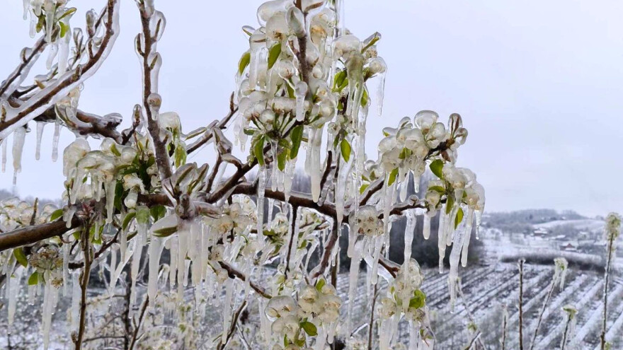 Potkozarske šljive neće biti ni za pojesti? Voćari strahuju od novog mraza