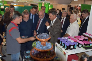 Rastu nasadi i proizvodnja šljiva u Hrvatskoj