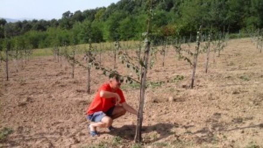 Uzgoj šljiva je nepravedno zapostavljen