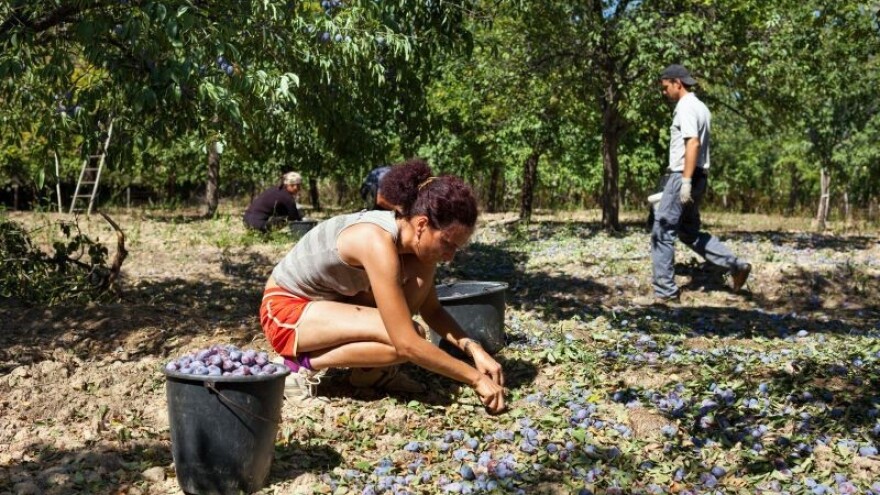 Naše zavičajne sorte su najvrijednije u EU!
