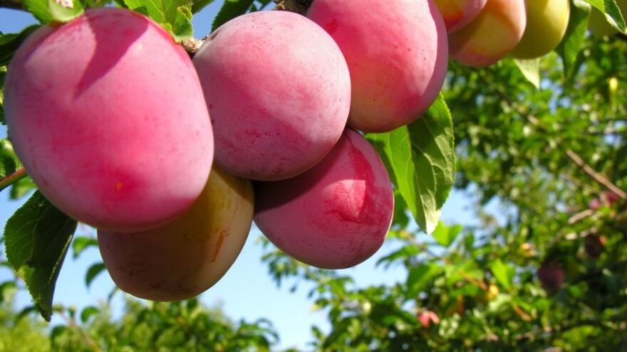 Visoke temperature pogoduju razvoju bolesti koštičavih voćaka - provedite zaštitu!