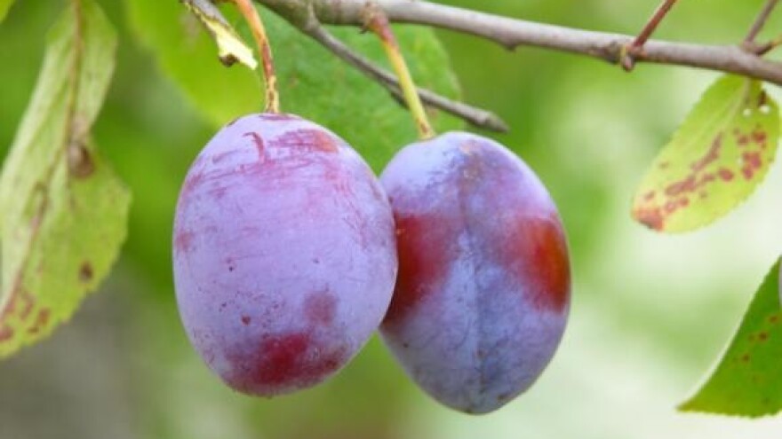 Dani šljiva u Siraču