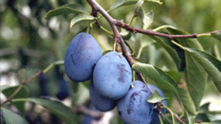 Prijavite rakiju, kazne su velike!