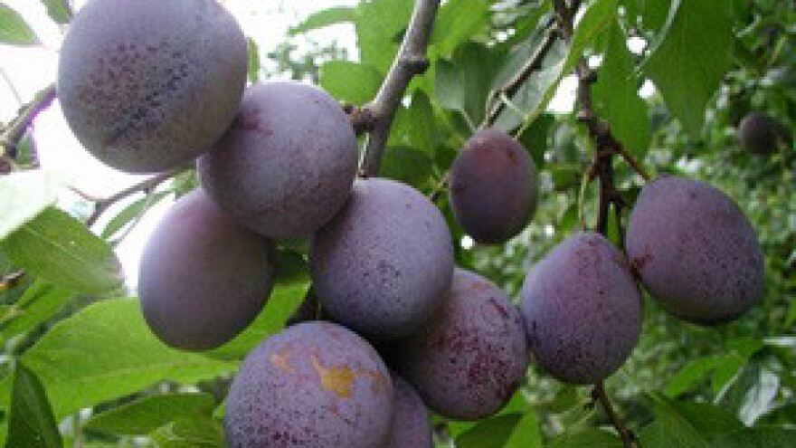 U Baranji će proizvoditi vrhunske voćne rakije