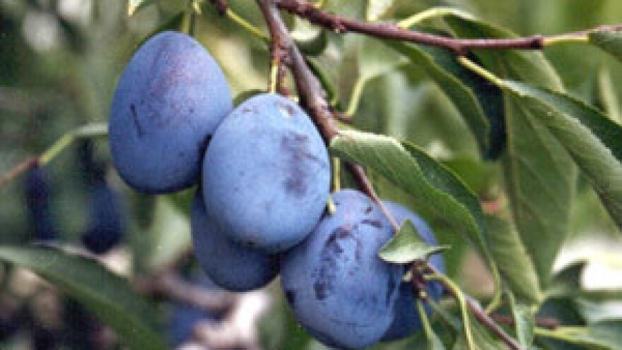 Zbog previsokih trošarina na rakiju voćari ruše nasade šljiva