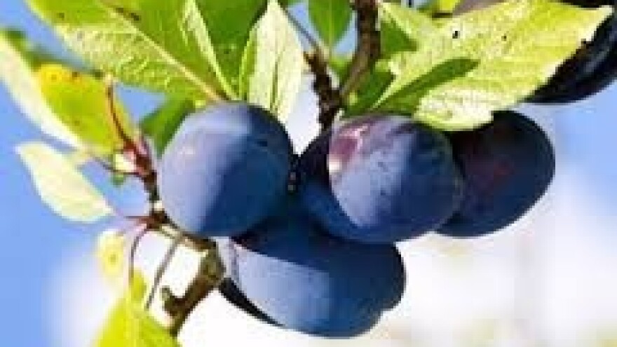 Zaštita jabuka, krušaka i koštičavoga voća