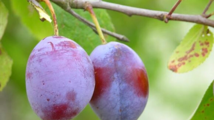 Dani šljiva u Siraču