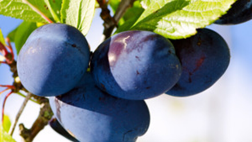 Elementarne nepogode osušile račune voćara