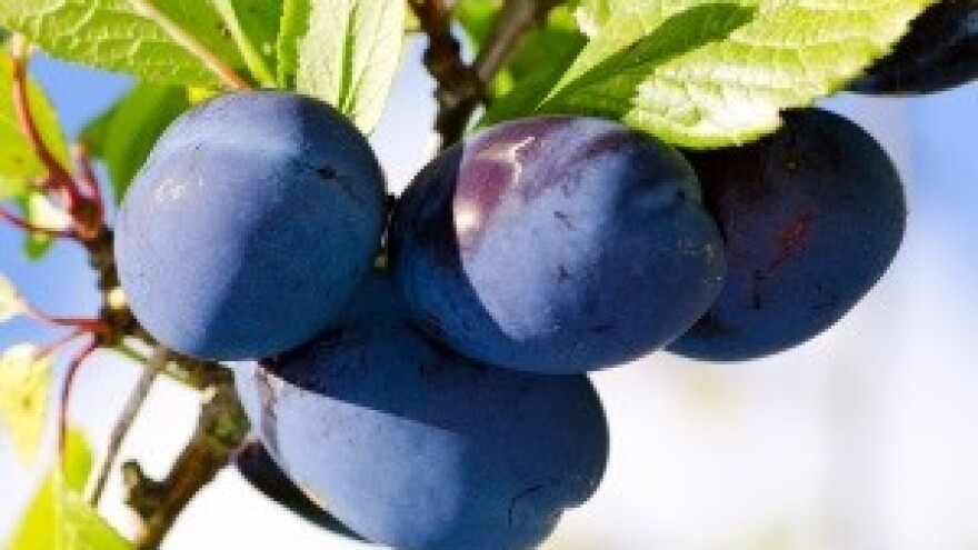 Za nasad šljiva 473 tisuće kuna iz IPARD-a