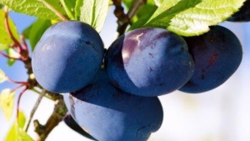 Zbog suše sitniji plodovi šljive