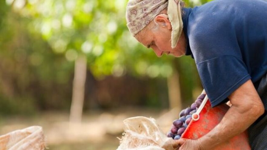 653 tisuće kuna iz IPARD-a za nove nasade šljiva i oraha!