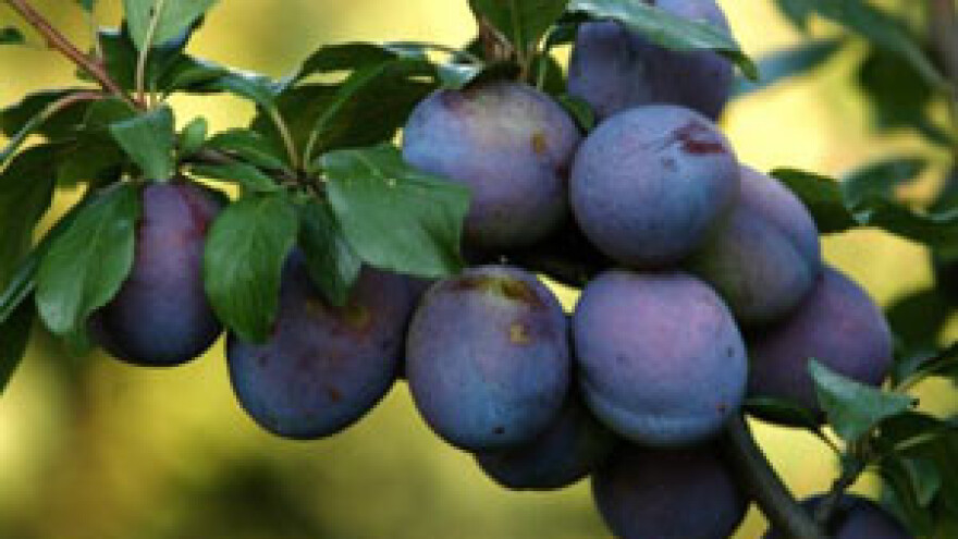 Nameti prijete pečenju rakije?