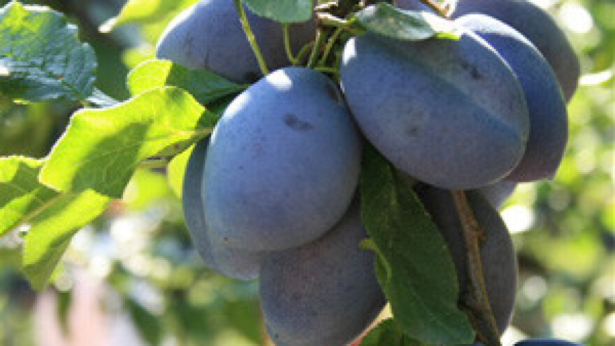 3. Dani šljiva u Siraču