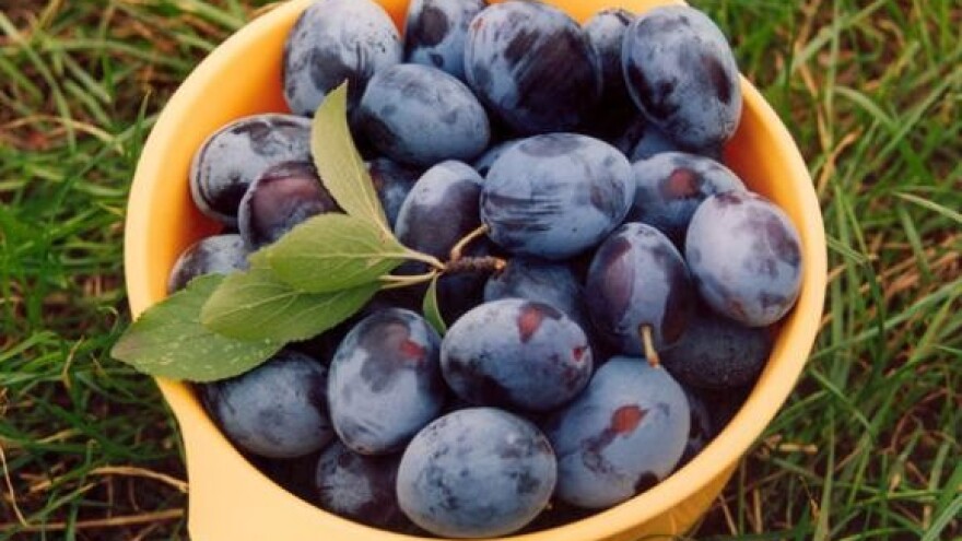 Skupo uživanje u domaćoj rakiji