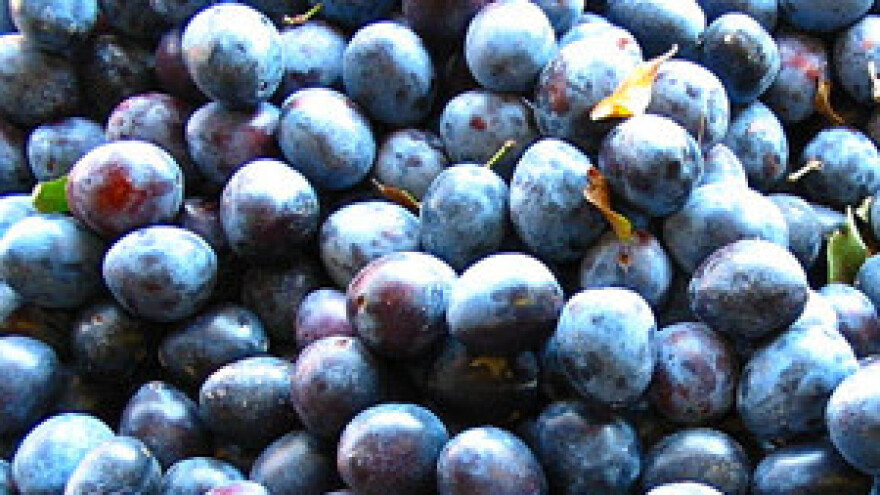 Pečenje ilegalne rakije