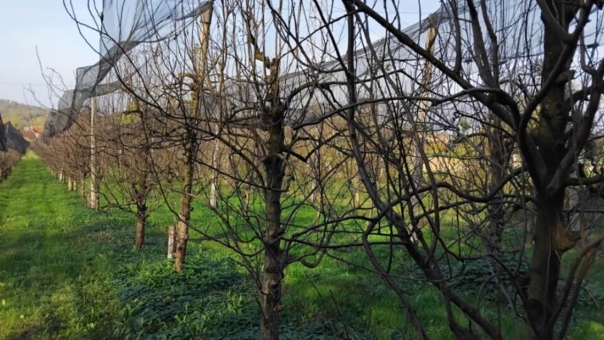 Kada je vreme za jesenji tretman u šljivicima?