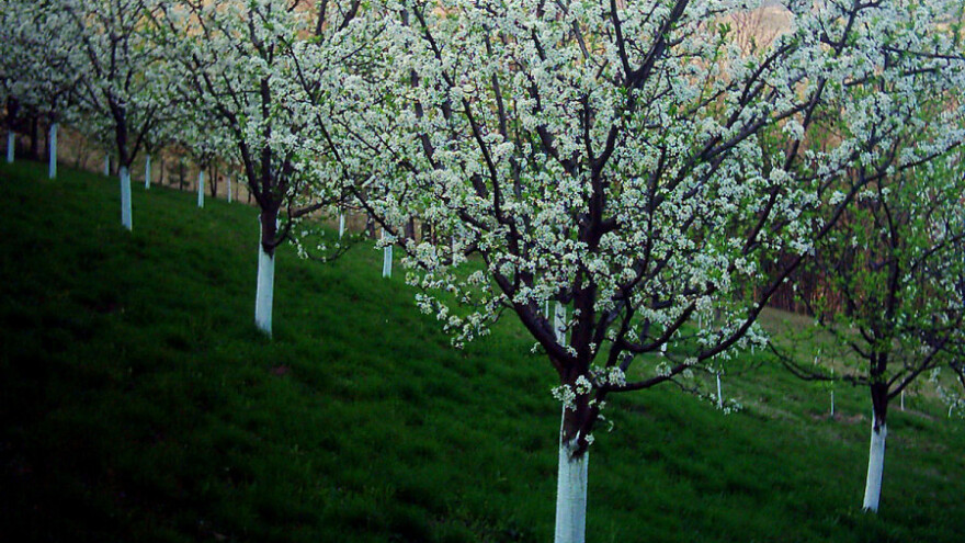 Zašto nikom, sem sebi, ne orezujem voće?