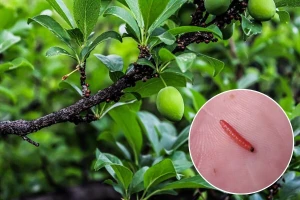 Šljivin smotavac vreba do berbe: Gde proizvođači često greše?