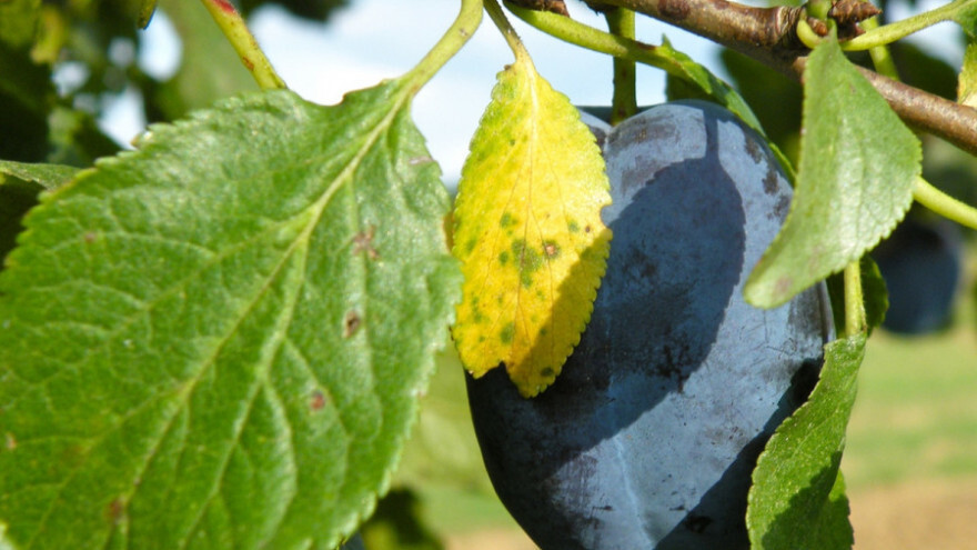 Šljivin smotavac - tretman larvi